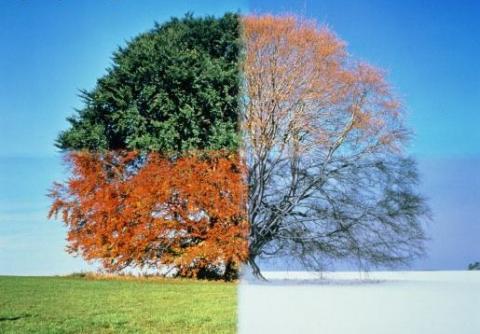 Tree showing seasonal change
